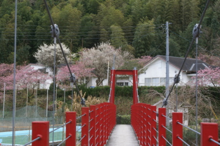河津さくらが敷地内で見れます　2月～3月
