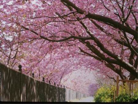 河津さくら会場まで車10分