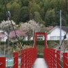 河津さくらが敷地内で見れます　2月～3月