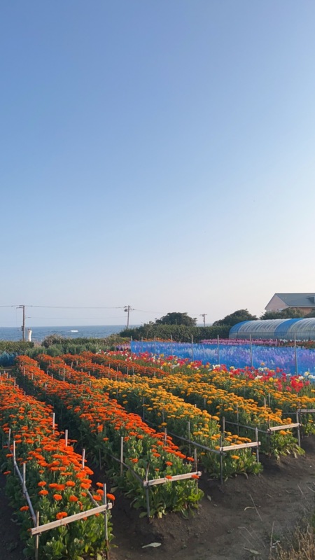 お隣の花畑で時期にはお花摘み