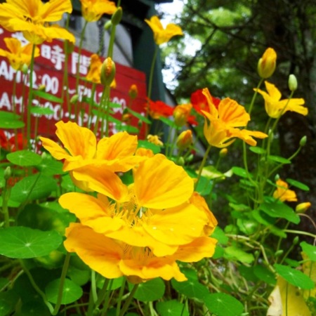 ナスターチューム