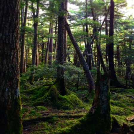 白駒池へ行く途中の苔の森