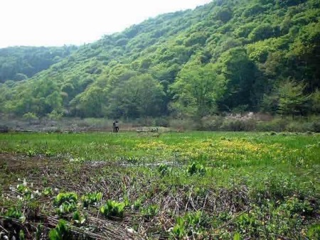 斑尾にある原生花園の春