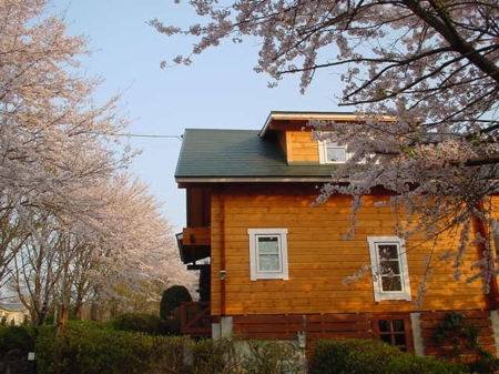 春は桜に囲まれます。