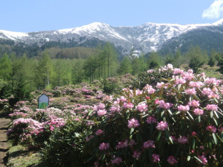 日本一の広さ天空のお花畑　しゃくなげ園