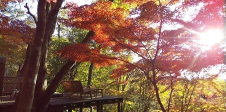 2万坪の敷地は河津桜