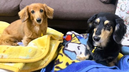 ペット用ベッドなどはご持参ください