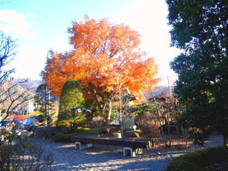 緑豊かな庭園