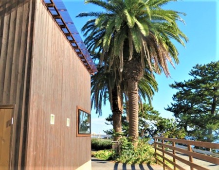 椰子の木が南国ムードをたっぷり演出