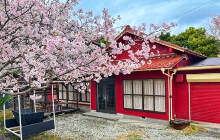 春は桜が咲きます♪