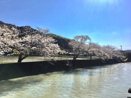 周辺の桜並木