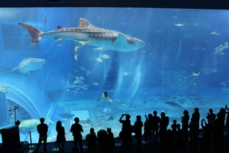 美ら海水族館