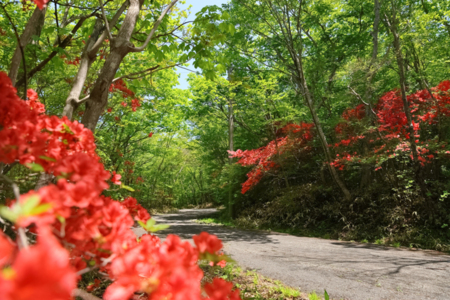 【もみじ】よおうこそおいでくださいました