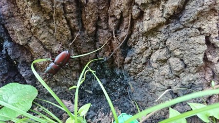 夏の早朝には昆虫採集も