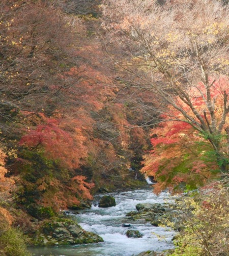 紅葉時期　道志川の景色