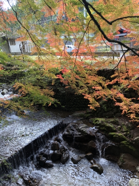 前を流れる清流中村川（秋）