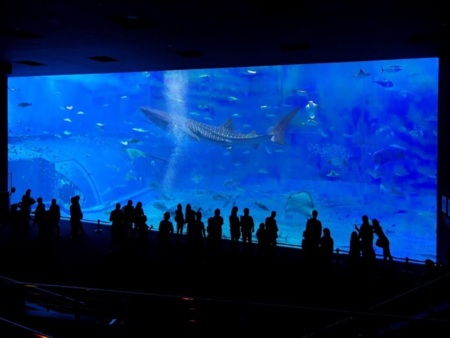 美ら海水族館まで車で15分♪