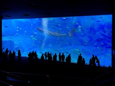 美ら海水族館まで車で15分♪