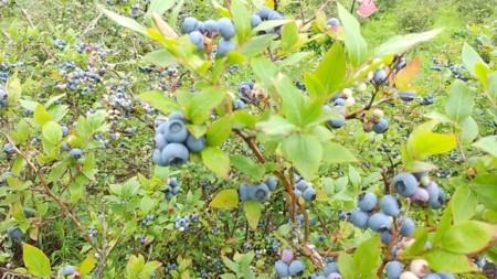 ブルーベリー狩りができます