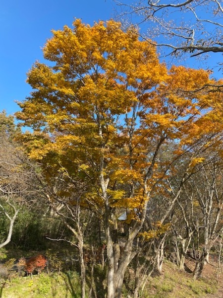 秋にはたくさんの紅葉でいっぱいになります