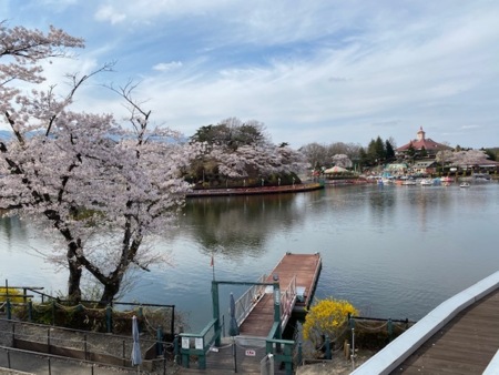 周辺施設　春のりんどう湖の桜   