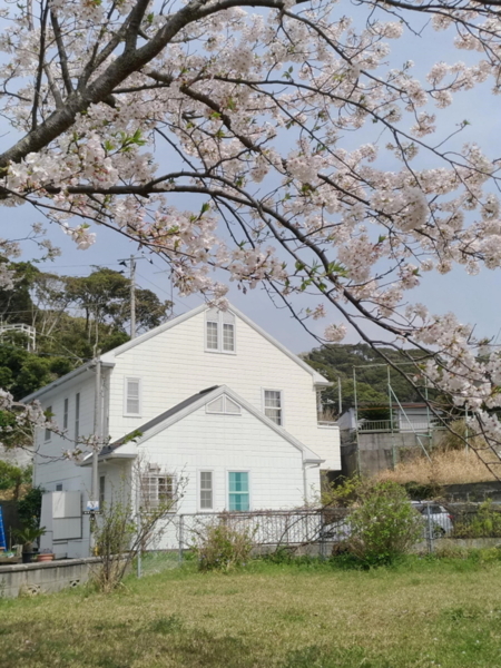 桜の季節