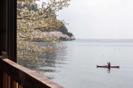 海津大崎の桜も目の前です。