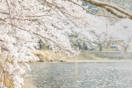 海津大崎の桜が目の前！