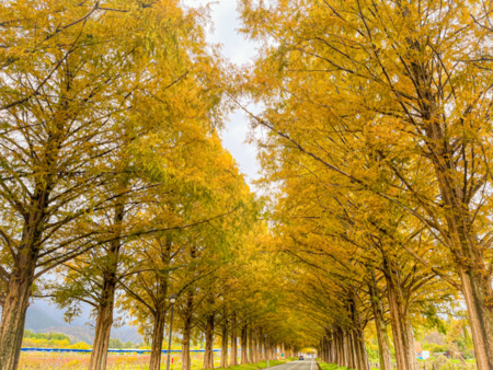 メタセコイヤ並木。車で15分。撮影11月