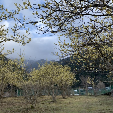 堂治は蝋梅園の中にあります。