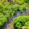 透き通るようなきれいな湧き水の流れ