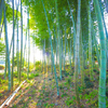 竹林もあります。
