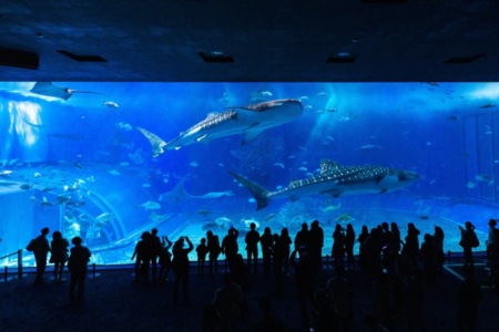 美ら海水族館・車で5分以内^ ^