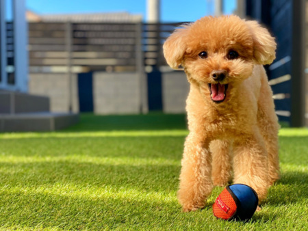 愛犬もご同宿可能です