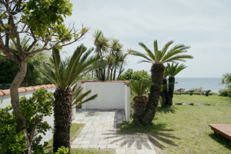 南国の植栽がたくさん