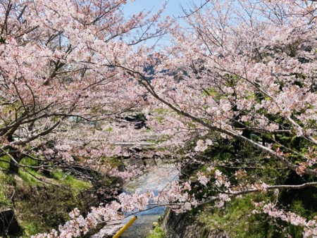 春　くすの木周辺は桜がいっぱい