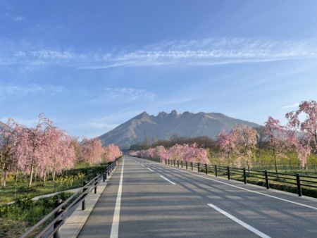 徒歩3分で春はこんな景色も見られます