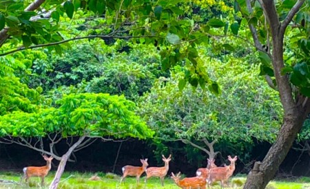 プチ登山7分会えたらラッキー♪感動します
