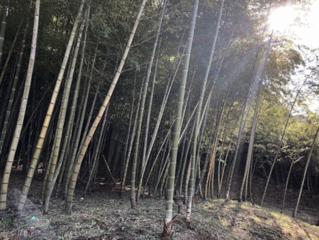 敷地内の竹林。たけのこ堀りはご自由に！