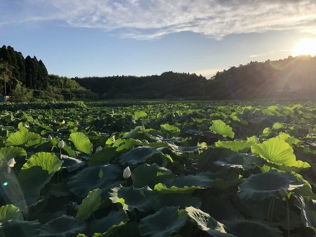 周囲はレンコンとお米の田んぼ。夏が美しい