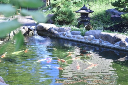 泳ぐ宝石　錦鯉の鑑賞♪