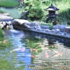泳ぐ宝石　錦鯉の鑑賞・餌やり♪