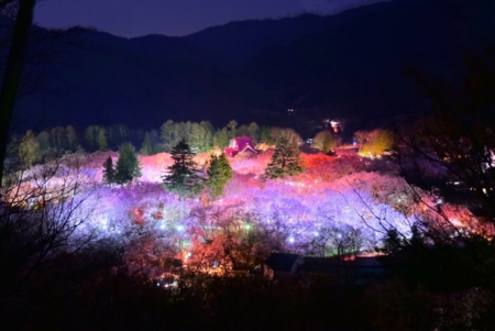 宿からも見下ろせる高遠城址公園