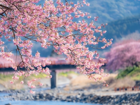 河津桜は2月中旬でほぼ満開です