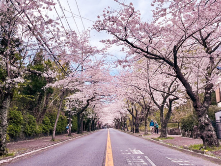 近隣の桜並木