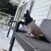 愛犬も一緒にBBQ