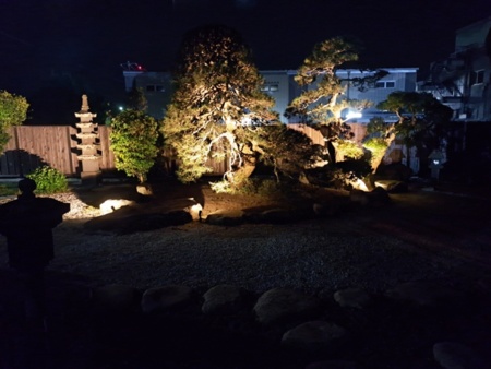 庭園　裏　樹齢800年松の木