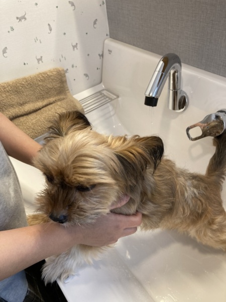 洗面所で小型犬ならシャンプーOK