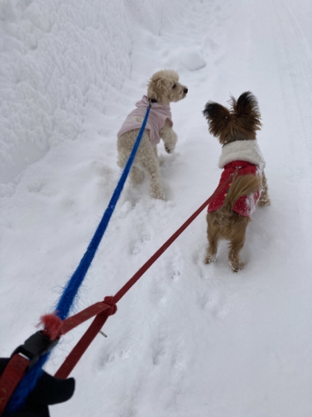 雪の日のお散歩も楽しいね