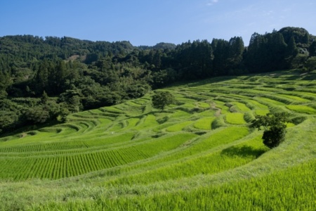 大山千枚田(施設から1.5km)